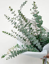 Load image into Gallery viewer, EUCALYPTUS BUNCH FOR SHOWER GOALS